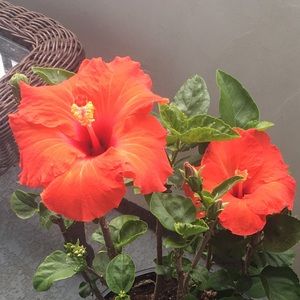 Meet your Posher, Esther